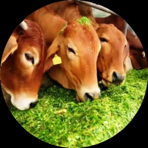 Gau Shala Parsada